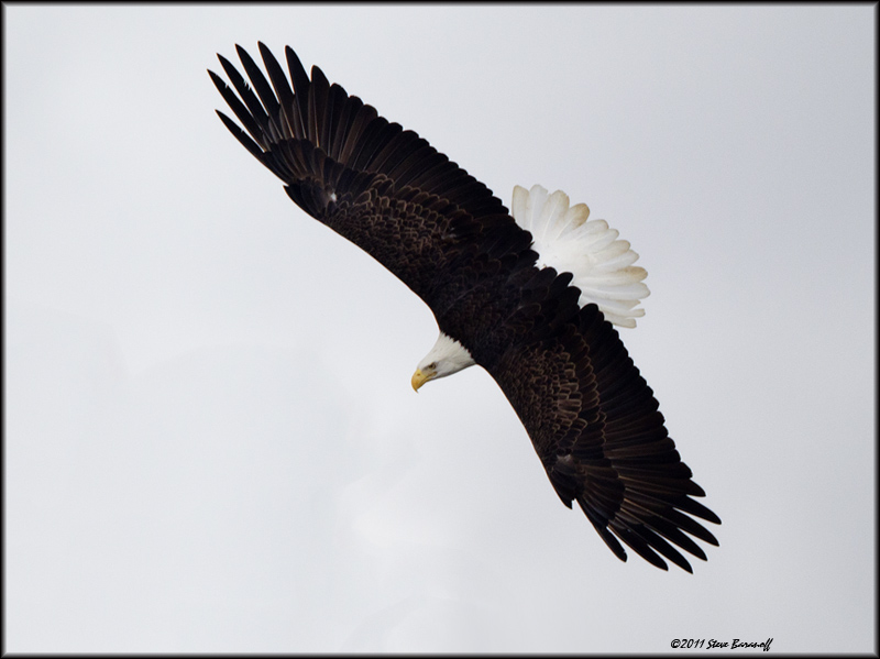 _1SB0681 bald eagle.jpg